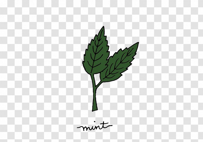 Mint Medicinal Plants Herb - Plant - Hand-painted Herbal Transparent PNG