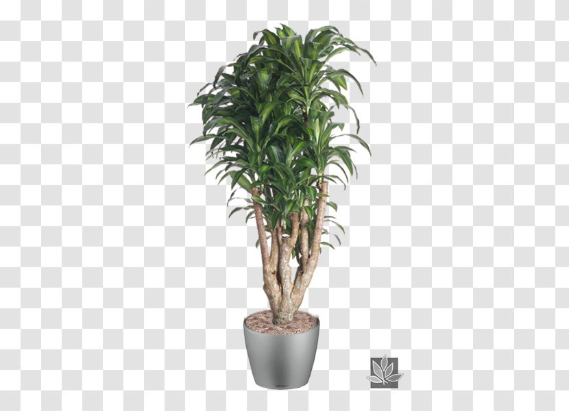 Dracaena Fragrans Reflexa Var. Angustifolia Houseplant Dragon Tree Pruning - Shrub - Plant Transparent PNG
