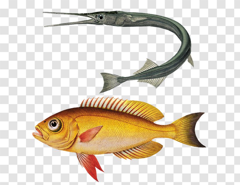 Perch Goldfish Koi Drawing - Common Carp - Fish Transparent PNG