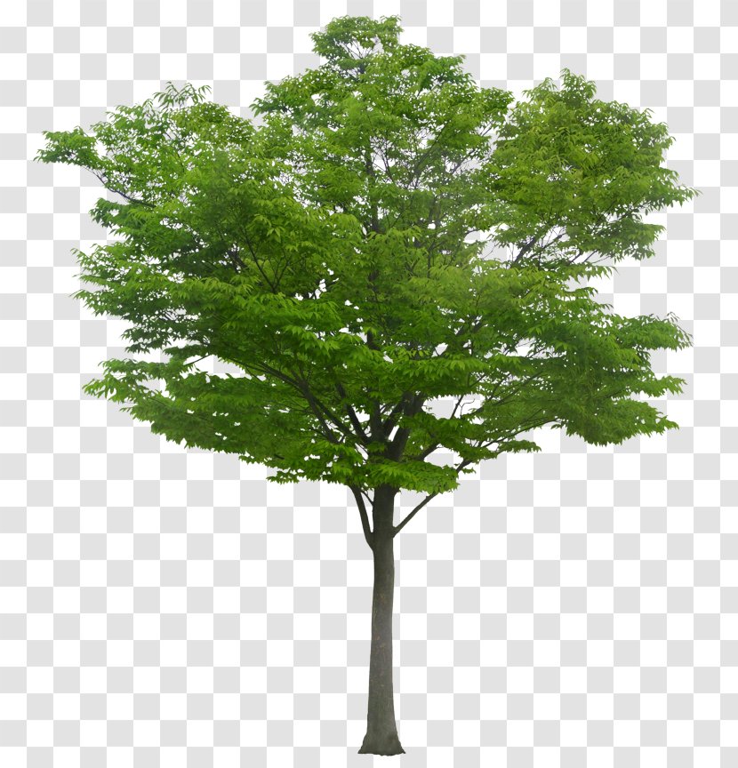 Tree Populus Alba - Woody Plant - Arboles Transparent PNG