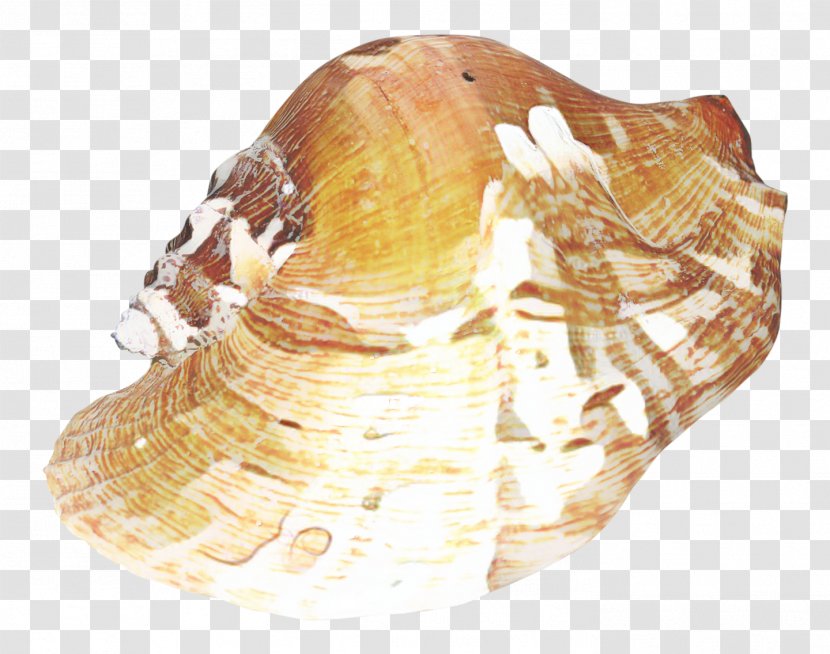 Rock Cartoon - Cockle - Gemstone Onyx Transparent PNG