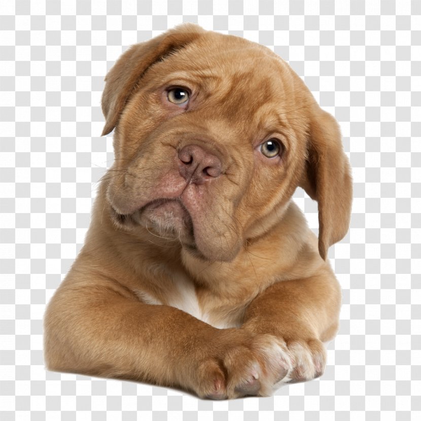 Dogue De Bordeaux English Mastiff Perro Presa Canario Tibetan Puppy - Ori Pei - Dogs Transparent PNG