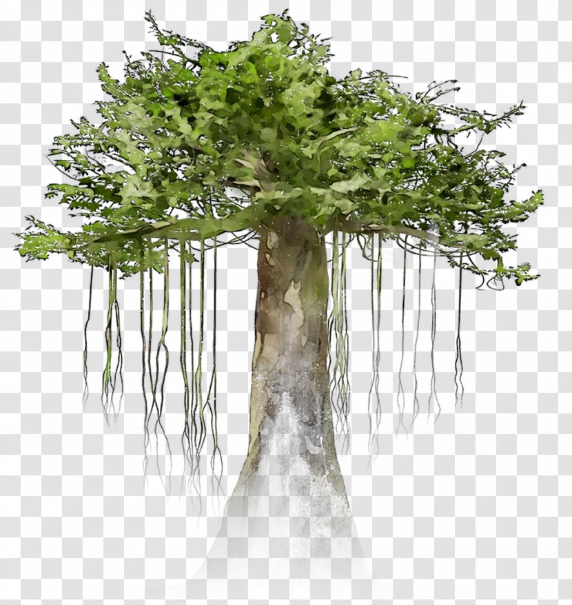 Flowerpot Houseplant Branching - Pine Family Transparent PNG