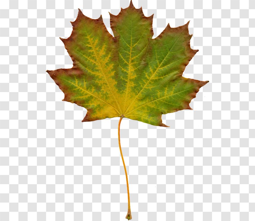 Autumn Leaf Color Clip Art - Nature - Foliage Transparent PNG