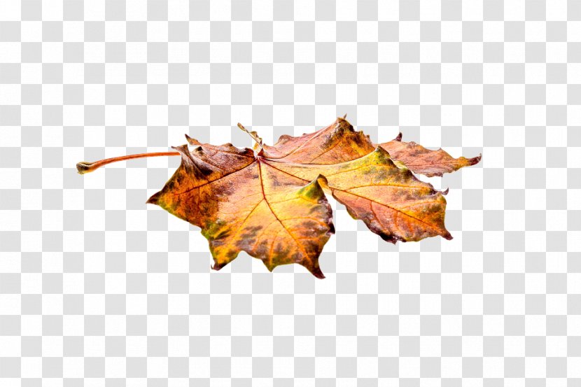 Maple Leaf - Woody Plant - Autumn Deciduous Transparent PNG