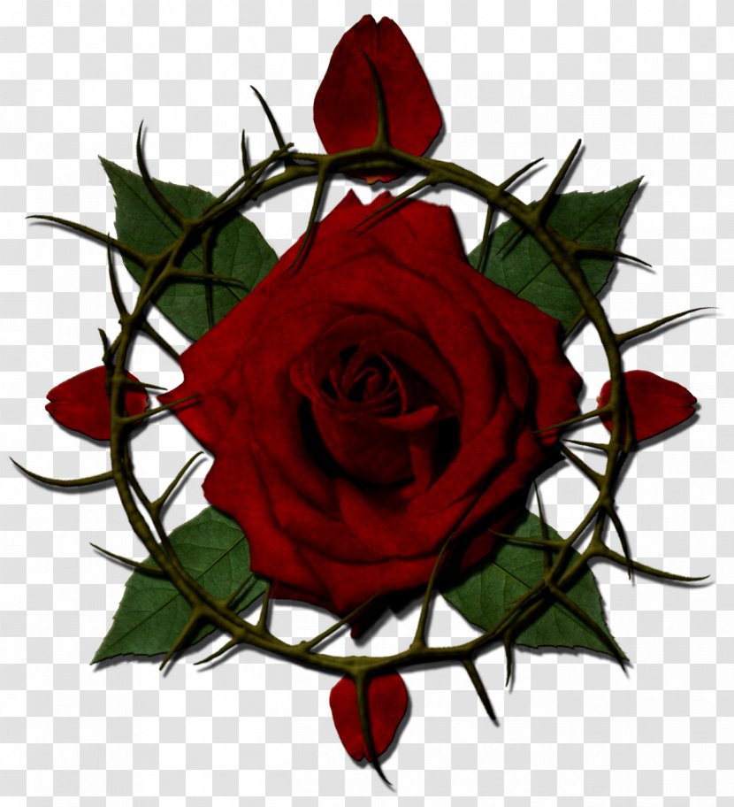 Rose Thorns, Spines, And Prickles Drawing Clip Art - Ros Transparent PNG