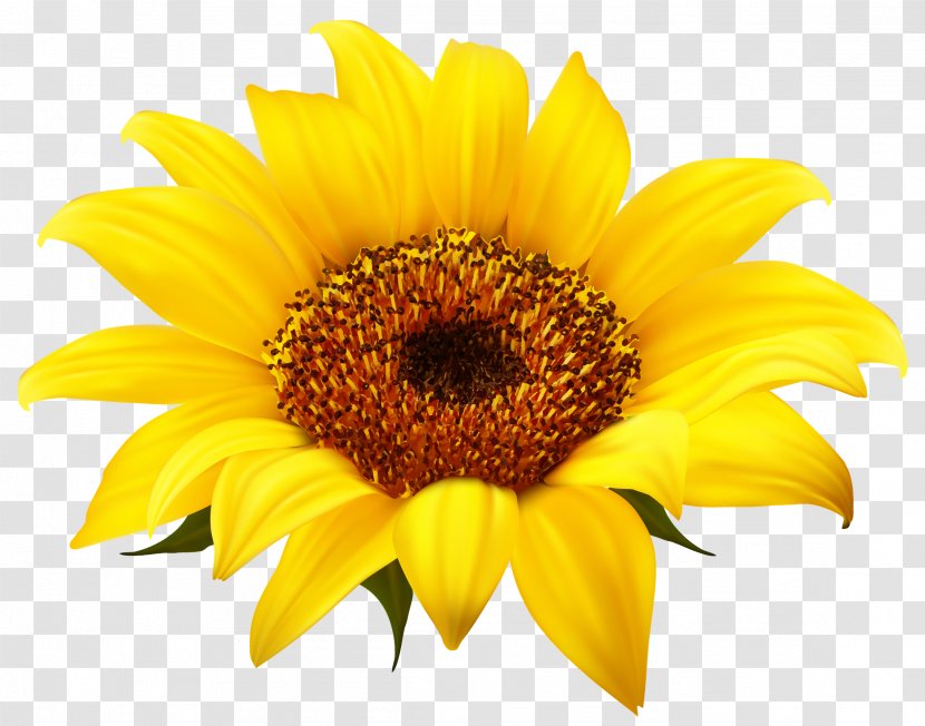 Common Sunflower Clip Art - Daisy Family - Clipart Transparent PNG