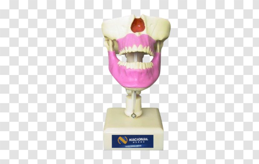 Maxilla Dentistry Alaleuanluu Jaw Surgery Transparent PNG