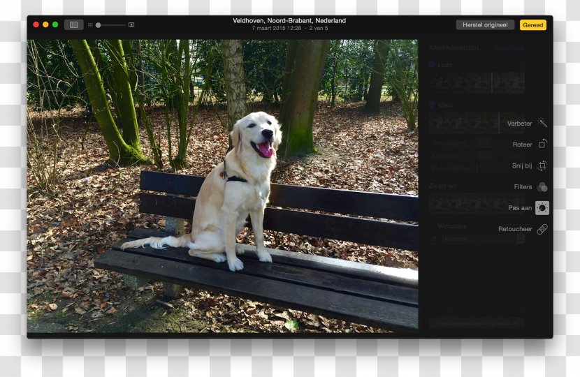 Photograph Apple MacOS Photomontage IPhone - Dog Like Mammal Transparent PNG