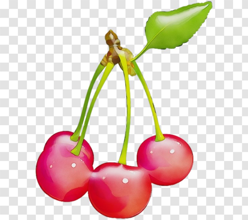 Cherry Plant Pink Flower Fruit - Drupe Stem Transparent PNG