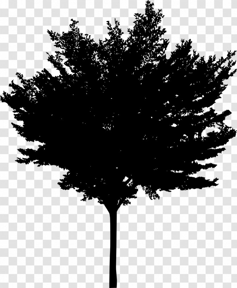 Tree Woody Plant Conifers - Silhouette Transparent PNG