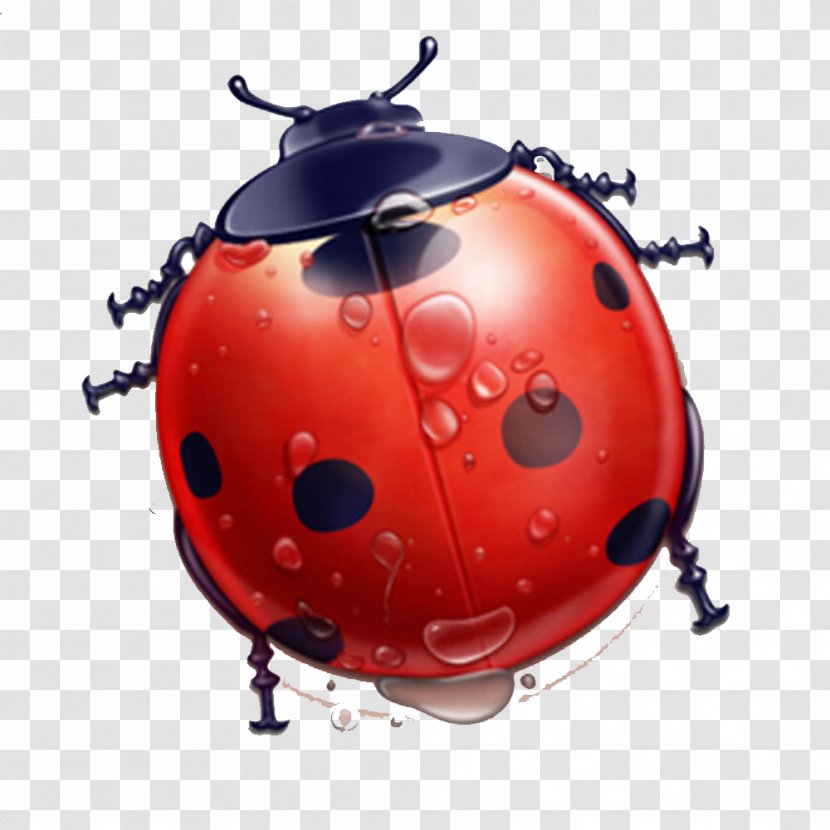 User Interface Icon Design - Invertebrate - Ladybug Theme Elements With Water Droplets Transparent PNG