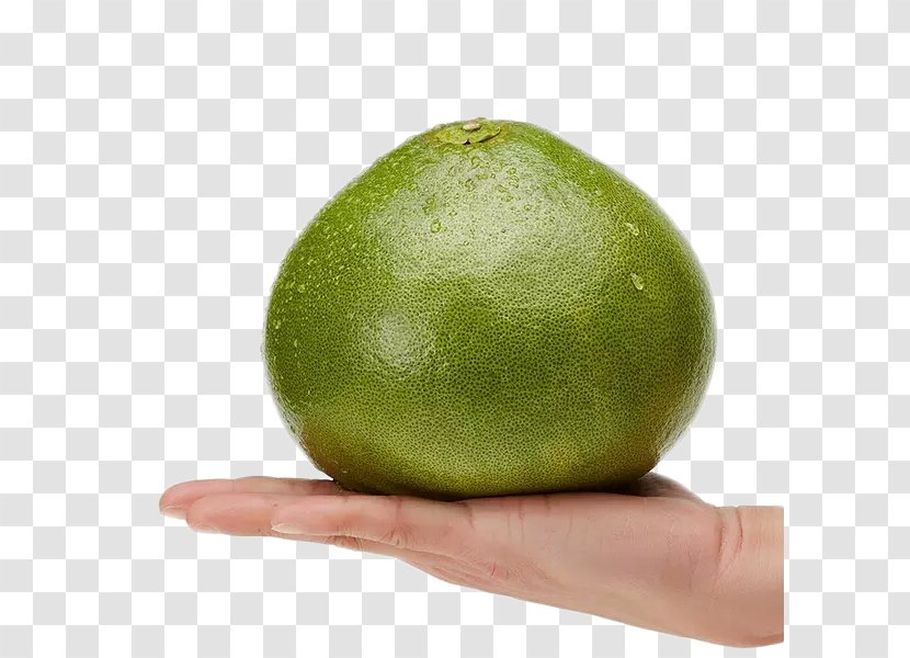 Key Lime Pomelo Persian Grapefruit - Waved Green Stock Image Transparent PNG