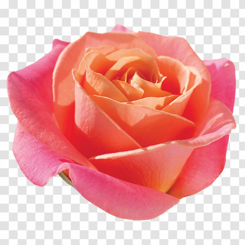 Garden Roses Cabbage Rose Floribunda Cut Flowers - China - Miss Piggy Transparent PNG