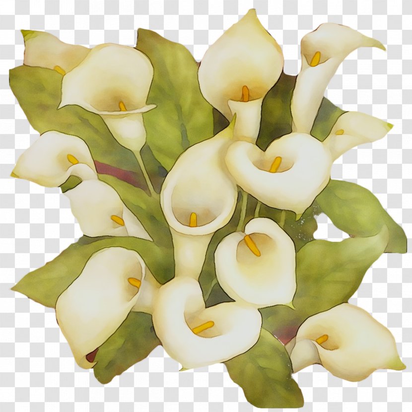 Arum Lilies Cut Flowers Floral Design Flower Bouquet - Family Transparent PNG