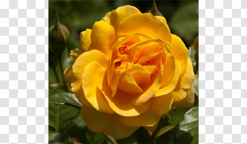 Garden Roses Hybrid Tea Rose Flower - Camellia Border Transparent PNG
