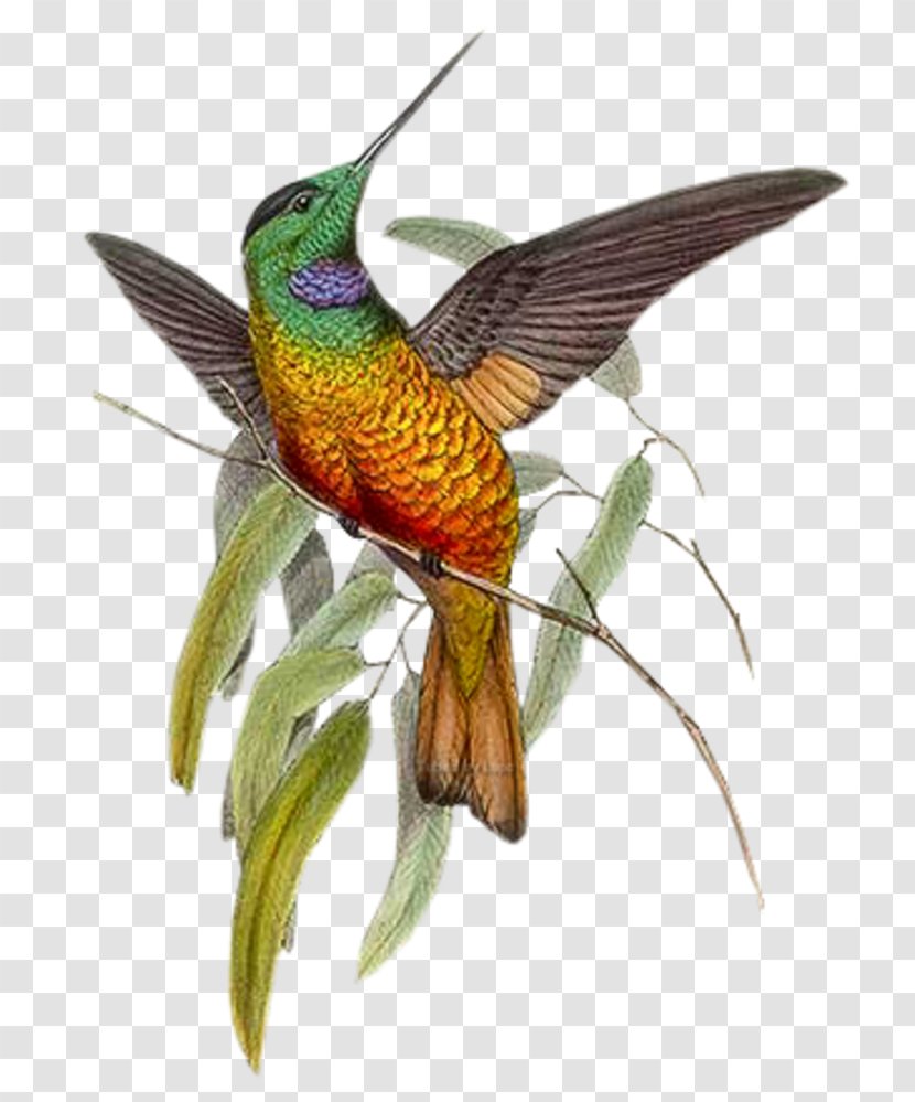 Hummingbird Paper Watercolor Painting - Wing - Bird Transparent PNG