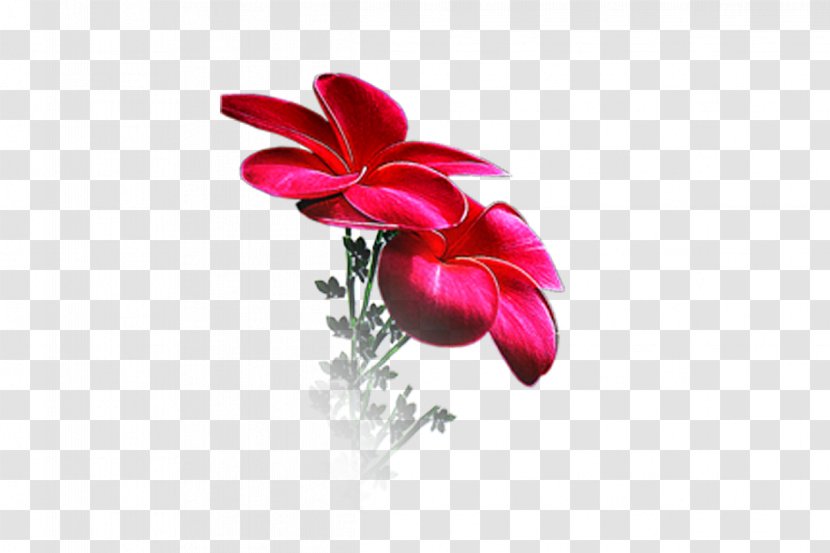 Flower Petal Floral Design Desktop Wallpaper - Magenta - Flawer Transparent PNG