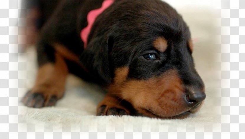 Dog Breed Black And Tan Coonhound Puppy Smaland Hound Polish Hunting Transparent PNG