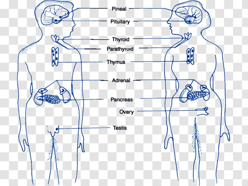 Endocrine Gland Finger Homo Sapiens System - Watercolor - Blood Transparent PNG