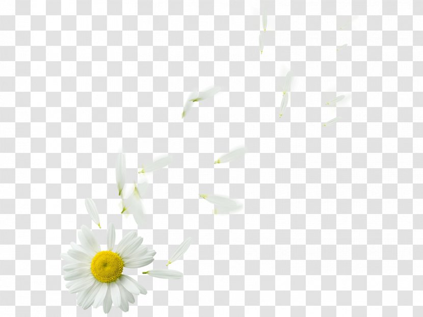 Common Daisy Flower Oxeye Family Plant - Black And White - New Transparent PNG