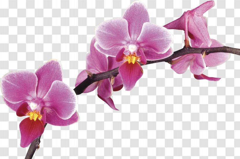 Orchids Desktop Wallpaper Photography Drawing - Violet Family - Crocus Transparent PNG