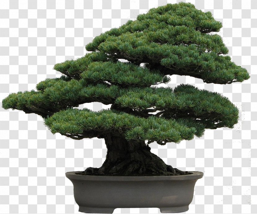 National Bonsai Foundation Pinus Armandii Thunbergii Densiflora - Evergreen Transparent PNG