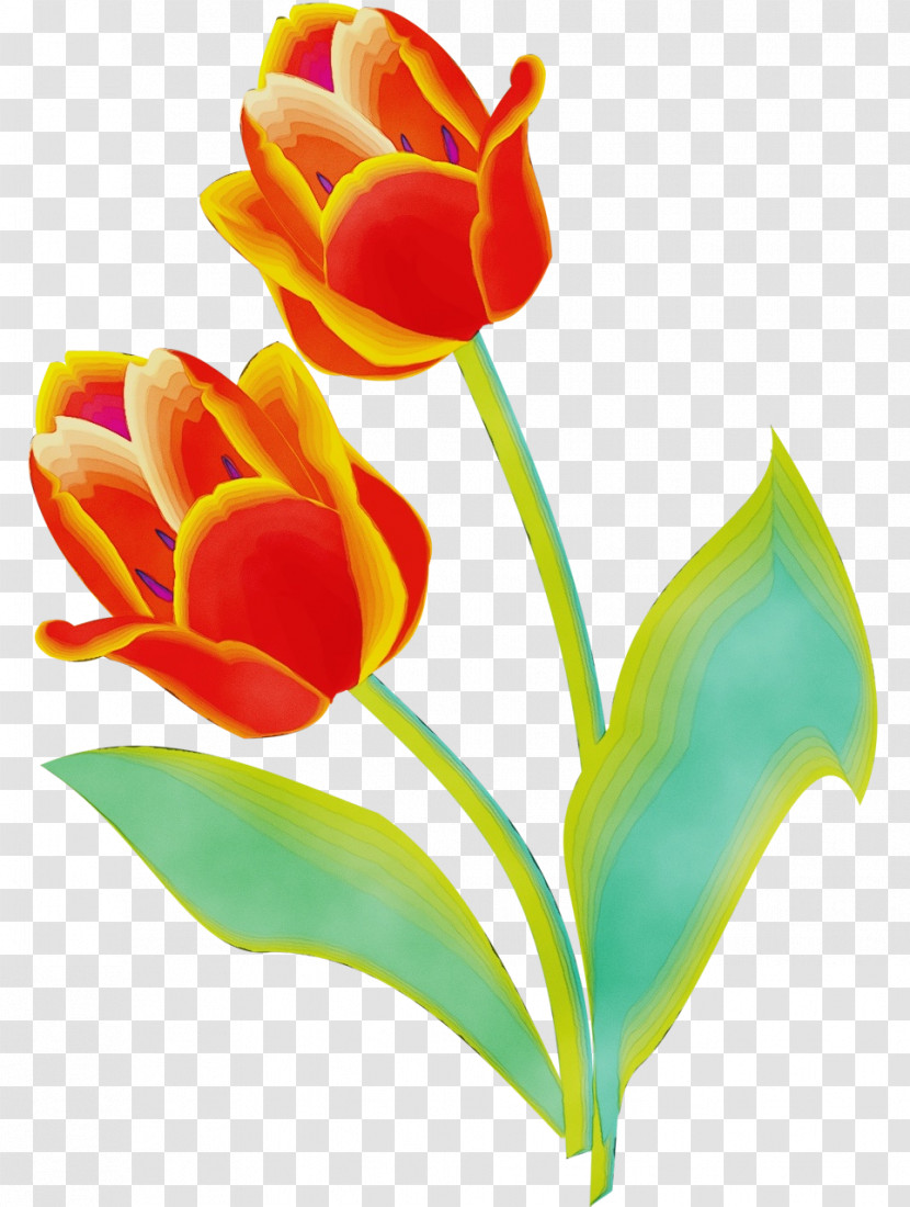 Flower Petal Tulip Plant Pedicel Transparent PNG