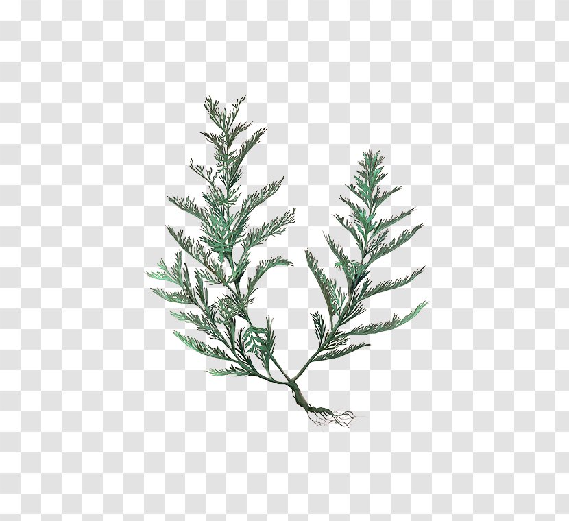 Spruce Fir Pine Twig Christmas Tree - Cypress Family Transparent PNG