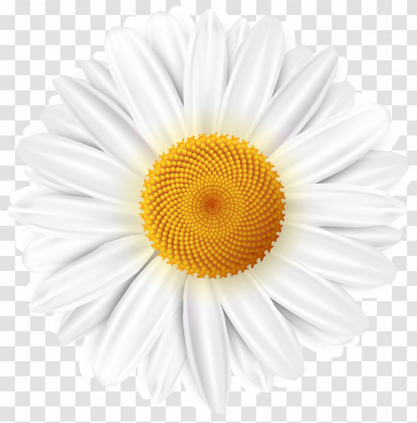 Free Free 338 White Sunflower Clipart Png SVG PNG EPS DXF File