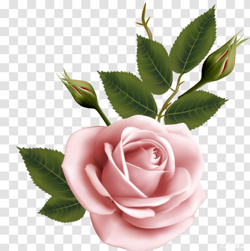 Flower Garden Roses Beach Rose - Flowering Plant - Beautiful Transparent PNG