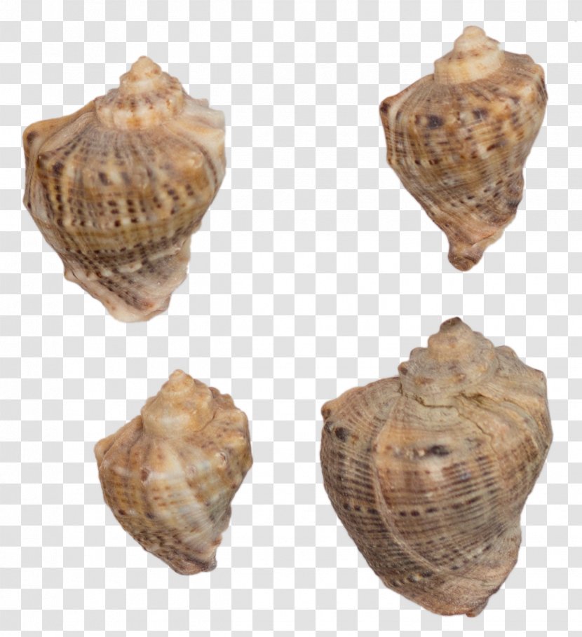 Sea Download Cockle - Artifact - Floating Shell Transparent PNG