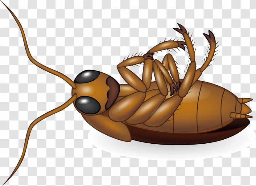 Cockroach Royalty-free Clip Art - Pest - Vector Design Creative Transparent PNG