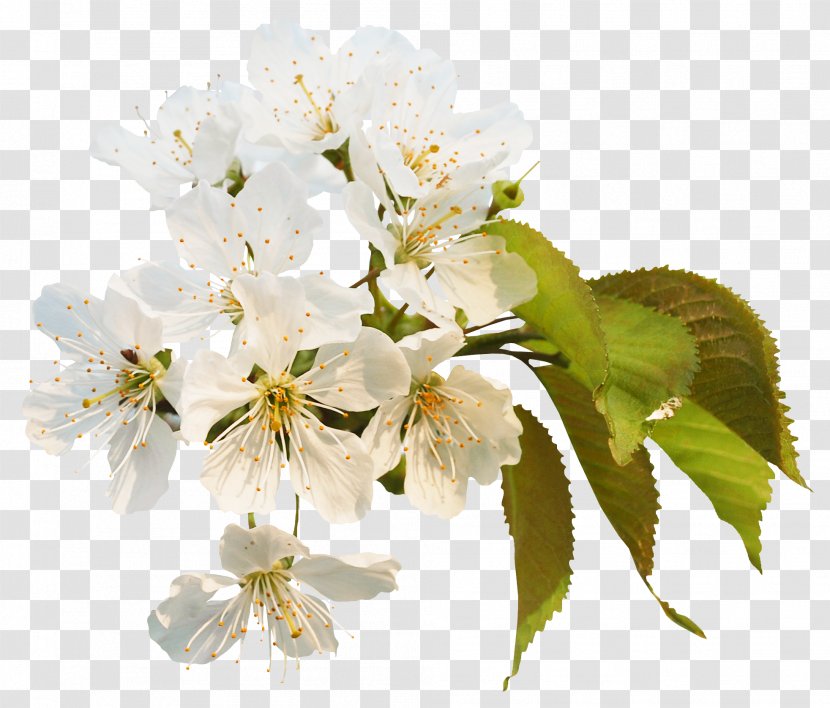 Blossom Information Clip Art - Cherry Transparent PNG