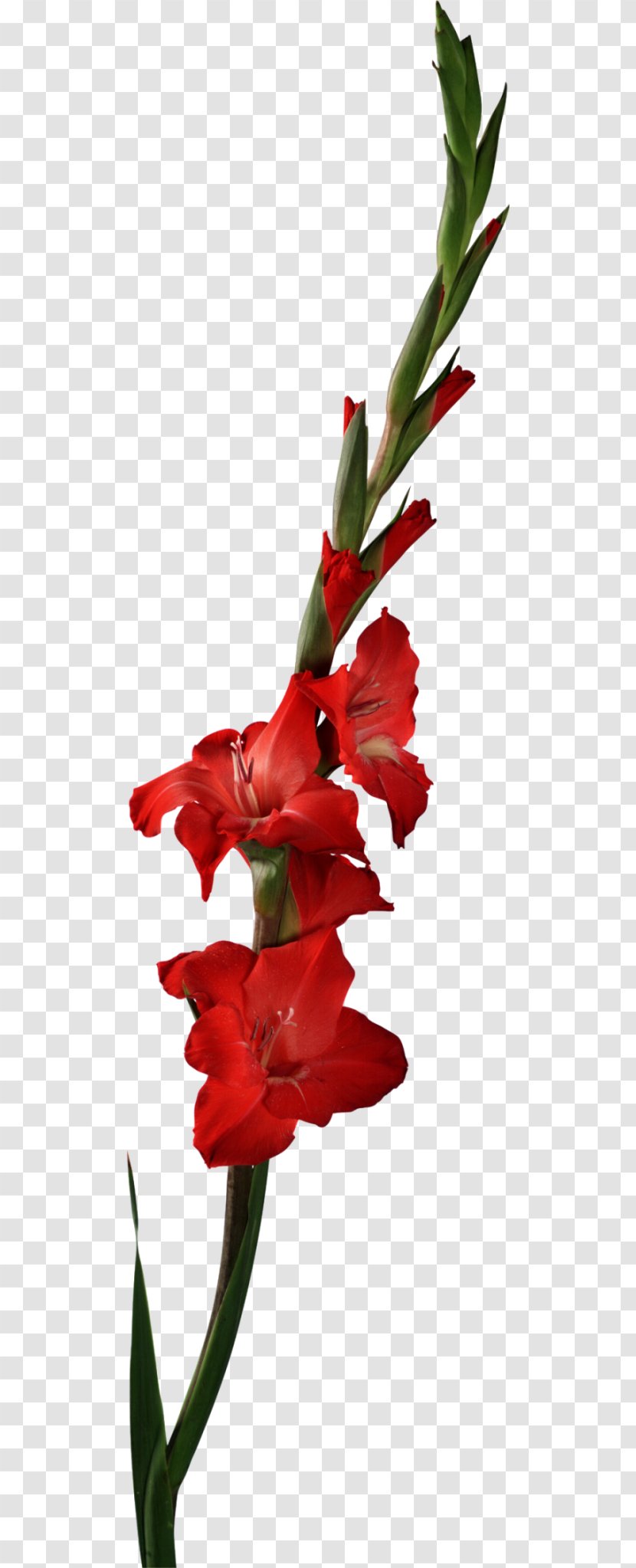Scarlet Gladiolus Watercolour Flowers Botany Stock Photography - Red Transparent PNG