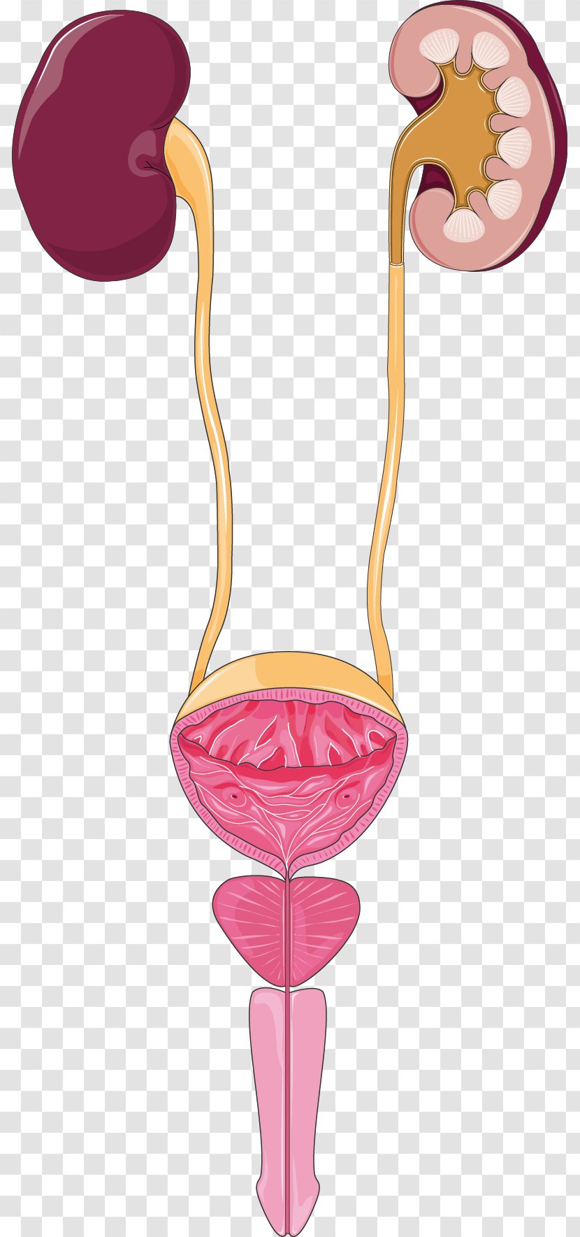 Excretory System Urine Urinary Tract Infection Kidney - Cartoon - Flower Transparent PNG