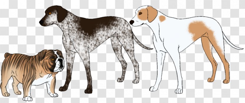 Saluki Spanish Greyhound Sloughi Azawakh - Wildlife - Angry Dog Transparent PNG
