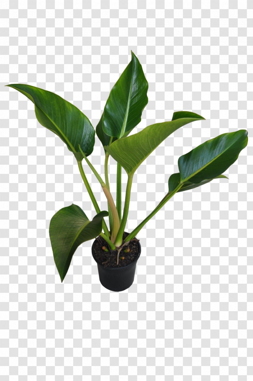 Chlorophytum Comosum Houseplant Philodendron Leaf - Plant Stem - Tropical Transparent PNG