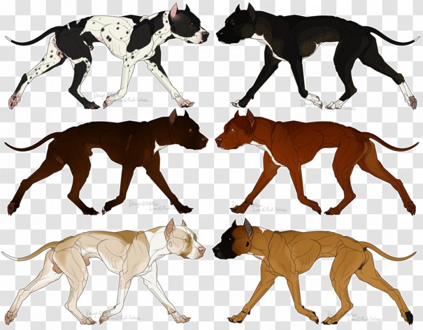 Dog Breed Whippet Spanish Greyhound American Pit Bull Terrier - Fawn - Pitbull Transparent PNG