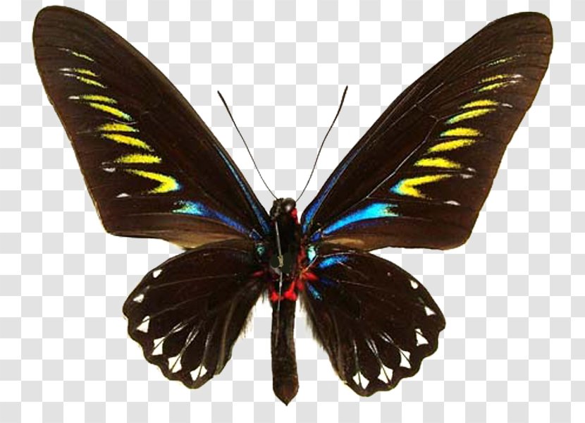 Butterfly Trogonoptera Brookiana Birdwing Ornithoptera Priamus Gynandromorphism - Invertebrate Transparent PNG