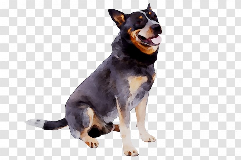 Australian Cattle Dog Kelpie Huntaway Airedale Terrier Stumpy Tail - Razas Nativas Vulnerables Transparent PNG