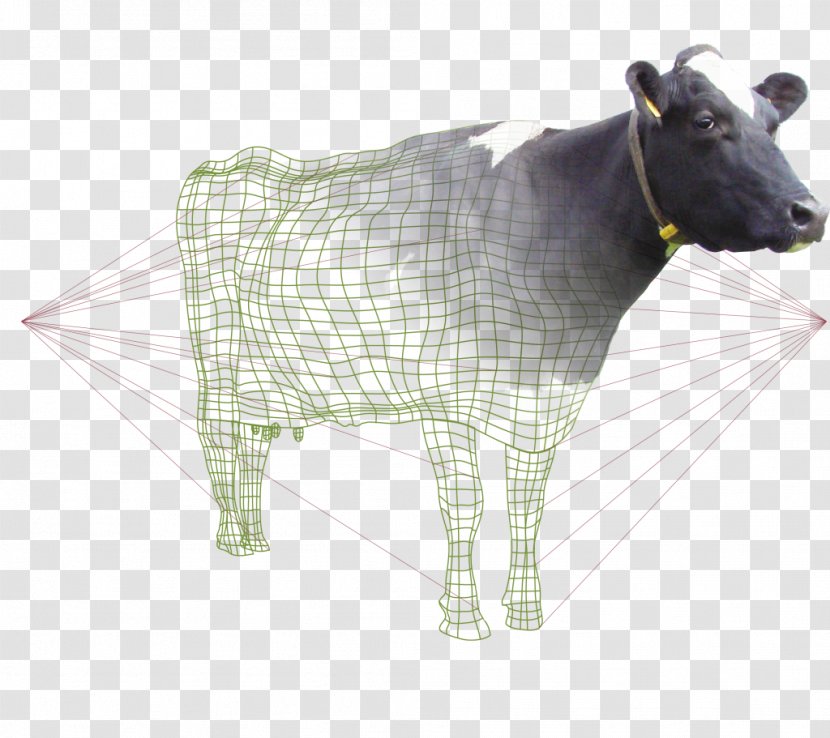 Dairy Cattle Calf Ox Goat Transparent PNG
