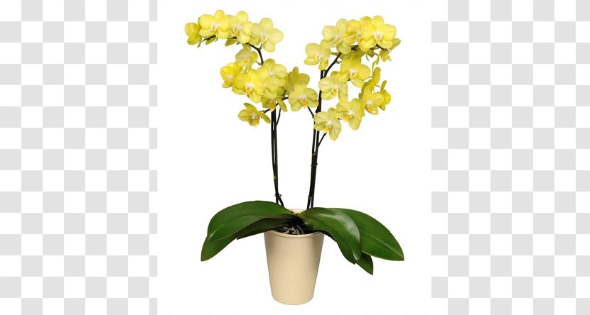 Moth Orchids Cattleya Cut Flowers - Flowering Plant Transparent PNG