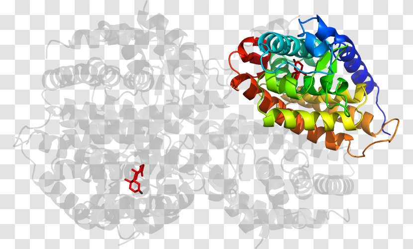 Clip Art Illustration Organism Product - Heart - Frame Transparent PNG