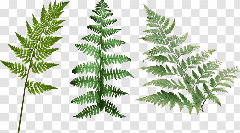 Leaf Green Clip Art - Vascular Plant - Leaves Transparent PNG