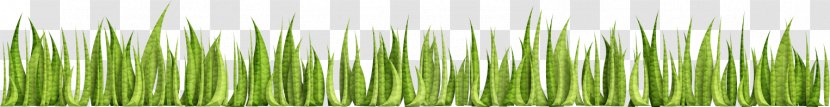 Adobe Illustrator Systems Wheatgrass U0633u0628u0632u0647 - Tool - Green Grass Transparent PNG