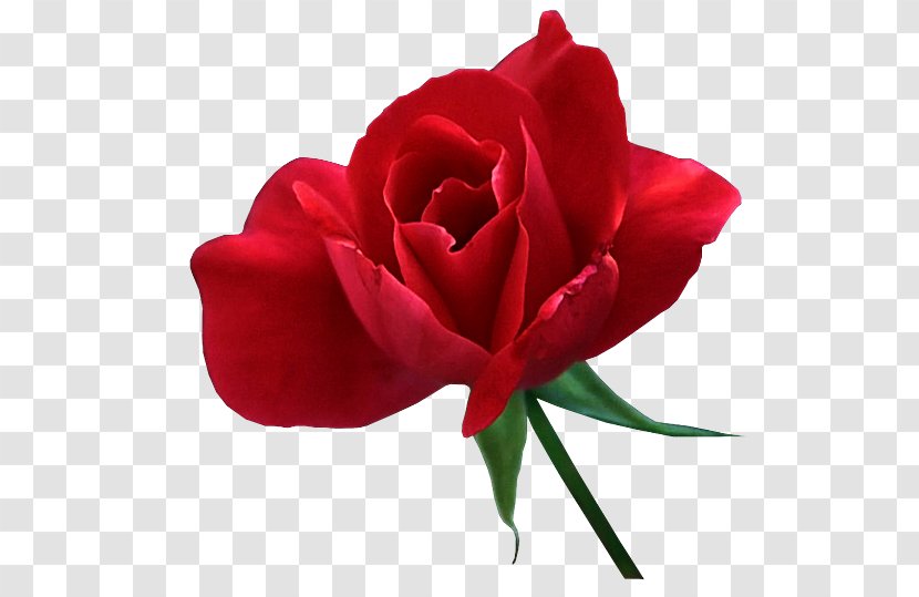 Garden Roses Flower Cabbage Rose Haku - Red Transparent PNG