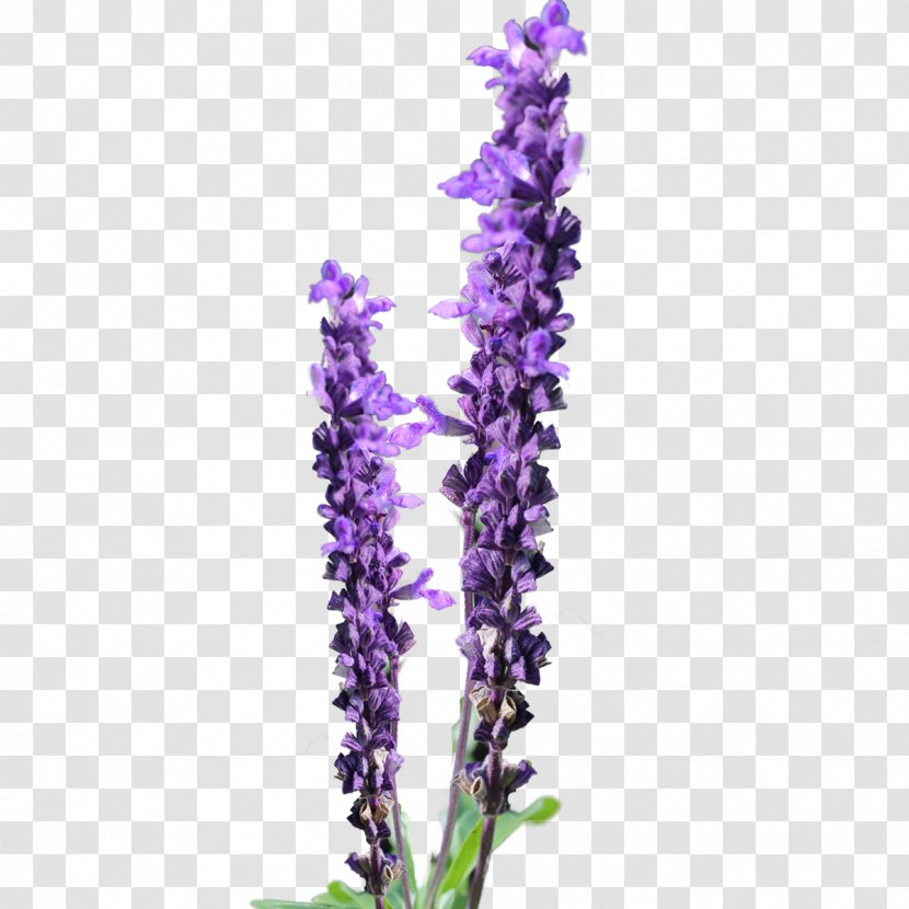 Lavender Flower Free Content Clip Art - Nepeta - Daisy Cliparts Transparent PNG