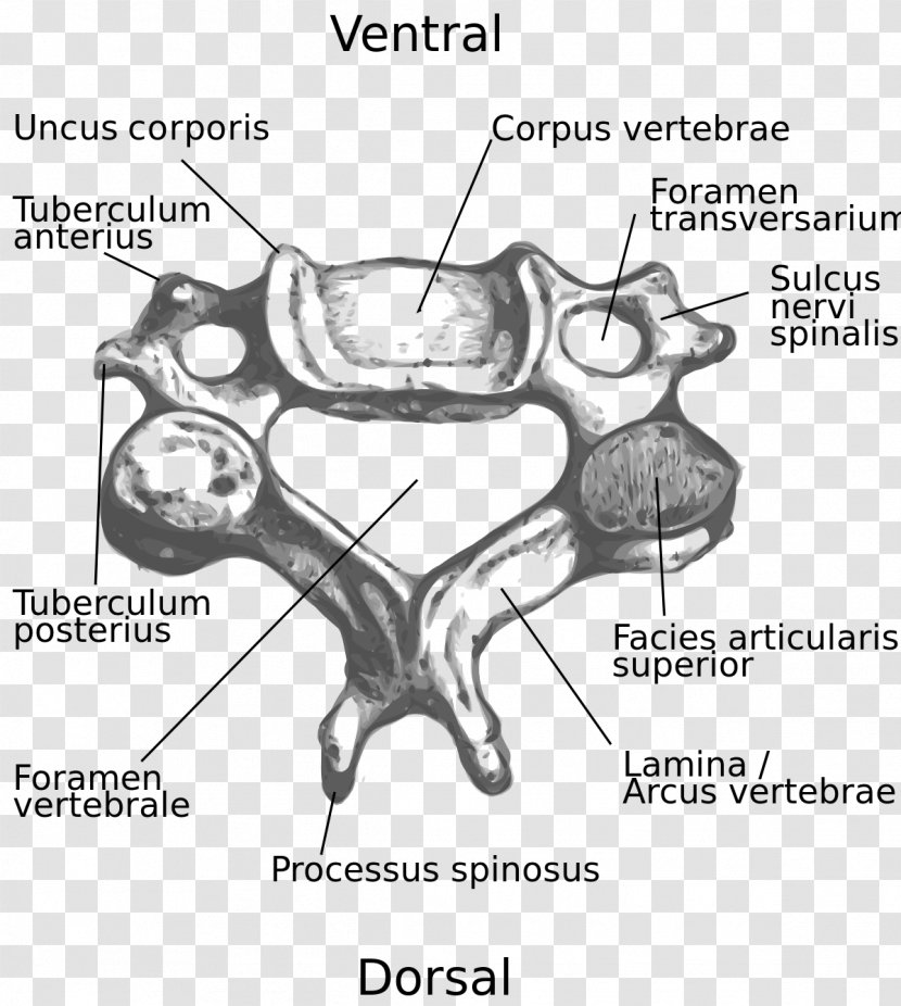 Cervical Vertebrae Intervertebral Foramen Vertebral Column Spinous Process - Tree - Vertebra Transparent PNG