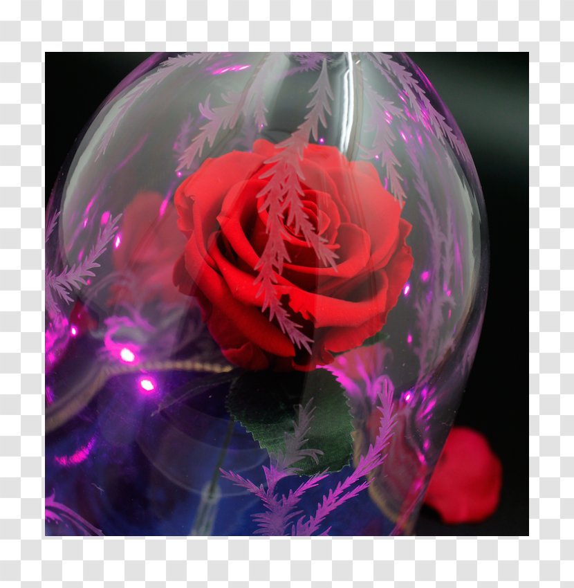 Garden Roses Belle YouTube Pink - Rose Transparent PNG